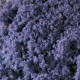 76939 Auhagen Lilac